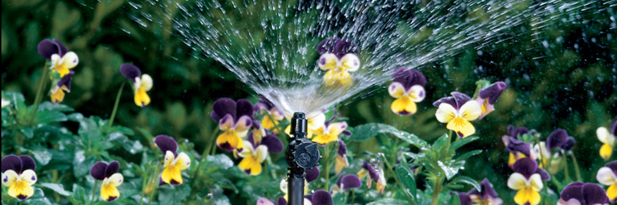 Rainbird shrubbler watering flowers
